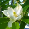 2 Sweetbay Magnolia Trees Live Plants, 2 Feet Tall, White Flowers Beautiful Tree, Fragrant Magnolia Bush Shrub
