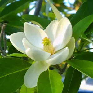 2 Sweetbay Magnolia Trees Live Plants, 2 Feet Tall, White Flowers Beautiful Tree, Fragrant Magnolia Bush Shrub