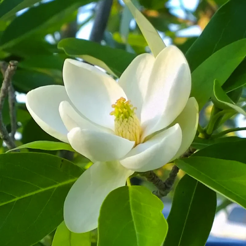 2 Sweetbay Magnolia Trees Live Plants, 2 Feet Tall, White Flowers Beautiful Tree, Fragrant Magnolia Bush Shrub
