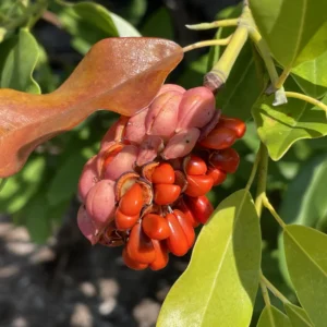 2 Sweetbay Magnolia Trees Live Plants, 2 Feet Tall, White Flowers Beautiful Tree, Fragrant Magnolia Bush Shrub