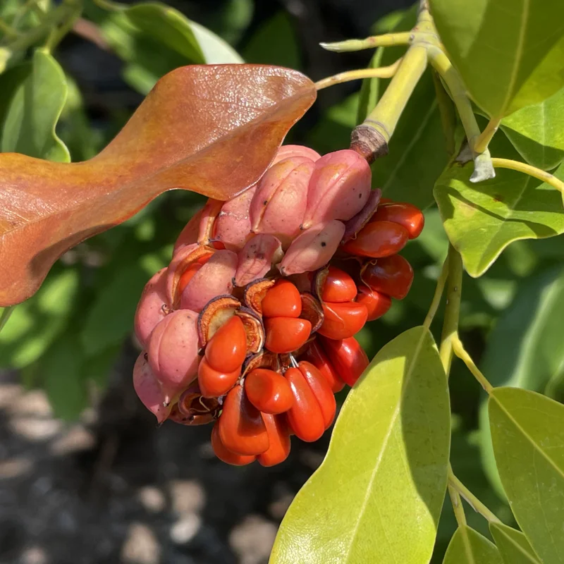 2 Sweetbay Magnolia Trees Live Plants, 2 Feet Tall, White Flowers Beautiful Tree, Fragrant Magnolia Bush Shrub
