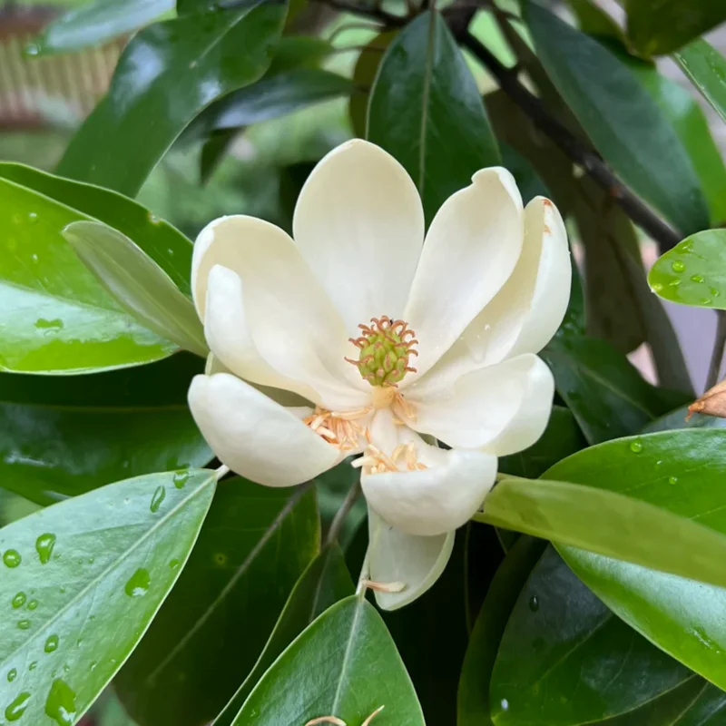 2 Sweetbay Magnolia Trees Live Plants, 2 Feet Tall, White Flowers Beautiful Tree, Fragrant Magnolia Bush Shrub