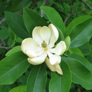 2 Sweetbay Magnolia Trees Live Plants, 2 Feet Tall, White Flowers Beautiful Tree, Fragrant Magnolia Bush Shrub