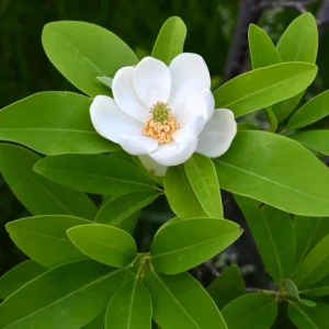 2 Sweetbay Magnolia Trees Live Plants, 2 Feet Tall, White Flowers Beautiful Tree, Fragrant Magnolia Bush Shrub