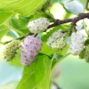 2 Mulberry Trees 2-3 Feet Tall, Abundant Sweet Berries Plants, Mulberries Plants Live
