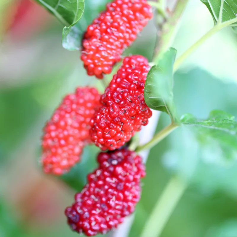 2 Mulberry Trees 2-3 Feet Tall, Abundant Sweet Berries Plants, Mulberries Plants Live