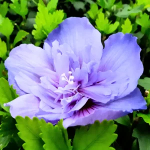 Double Purple Rose of Sharon