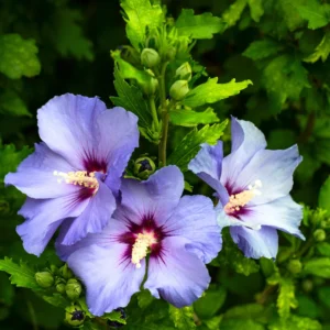Royal Purple Rose of Sharon