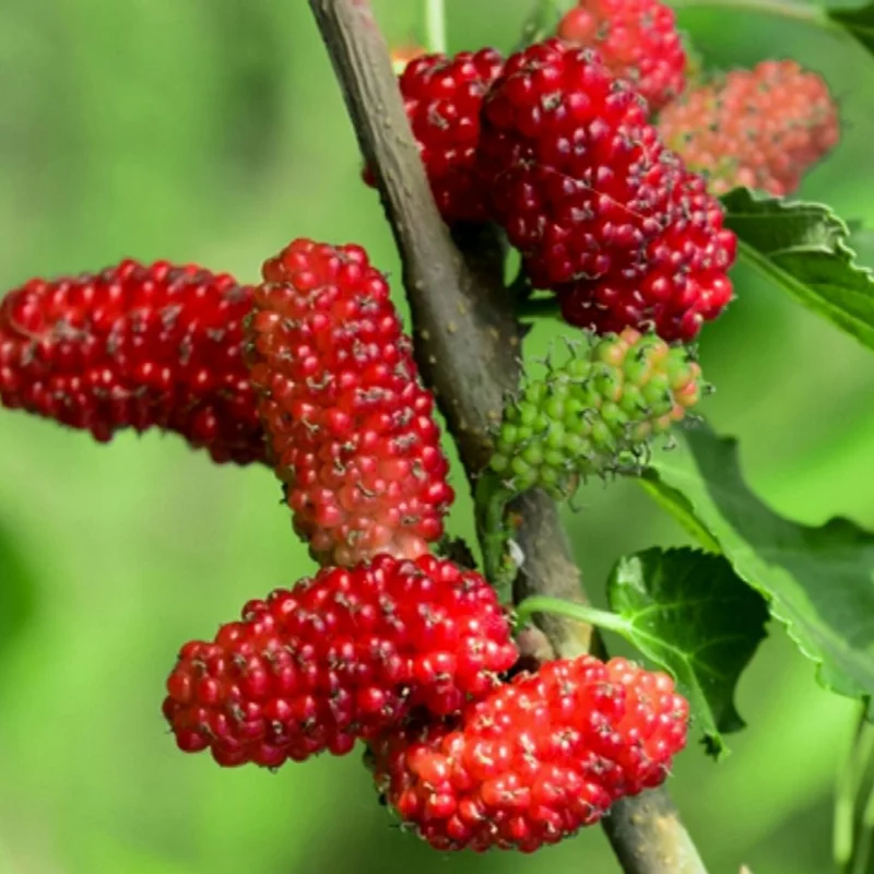 Red Mulberry