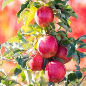 Apple Tree Live Plant, 2-3 Feet Tall, Sweet Apple Fruit Tree, Live Apple Plant Live