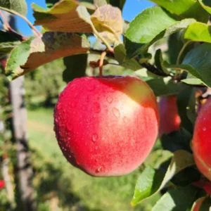 Apple Tree Live Plant, 2-3 Feet Tall, Sweet Apple Fruit Tree, Live Apple Plant Live