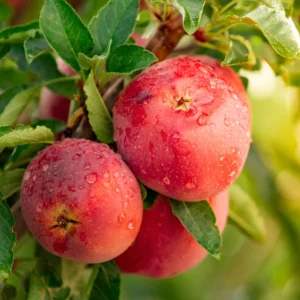 Apple Tree Live Plant, 2-3 Feet Tall, Sweet Apple Fruit Tree, Live Apple Plant Live