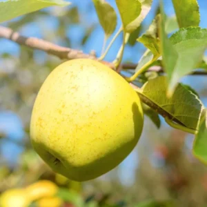 Apple Tree Live Plant, 2-3 Feet Tall, Sweet Apple Fruit Tree, Live Apple Plant Live