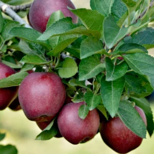 Apple Tree Live Plant, 2-3 Feet Tall, Sweet Apple Fruit Tree, Live Apple Plant Live