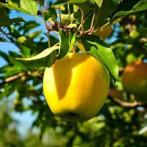 2 Apple Trees Live Plants, 2 Feet Tall Semi Dwarf Apple Tree, Sweet Apple Fruit Plant for Outdoor Growing