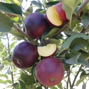 2 Apple Trees Live Plants, 2 Feet Tall Semi Dwarf Apple Tree, Sweet Apple Fruit Plant for Outdoor Growing