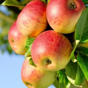 2 Apple Trees Live Plants, 2 Feet Tall Semi Dwarf Apple Tree, Sweet Apple Fruit Plant for Outdoor Growing