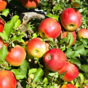 2 Apple Trees Live Plants, 2 Feet Tall Semi Dwarf Apple Tree, Sweet Apple Fruit Plant for Outdoor Growing