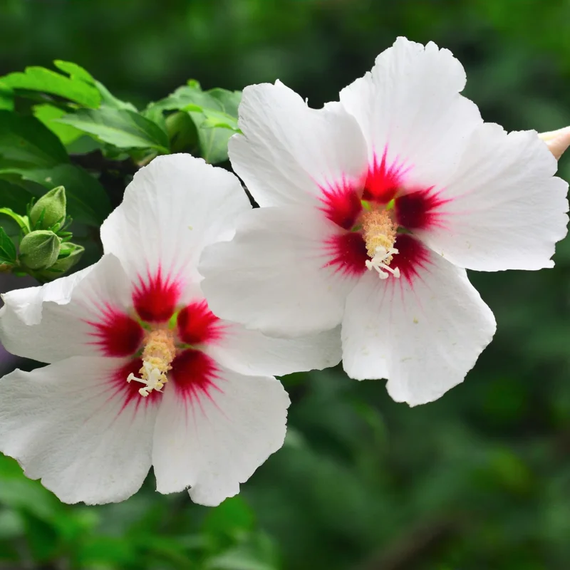 Rose of Sharon Live Plants, Set of 2 Althea Hibiscus Shrubs, Hardy Hibiscus Syriacus for Outdoor Gardens