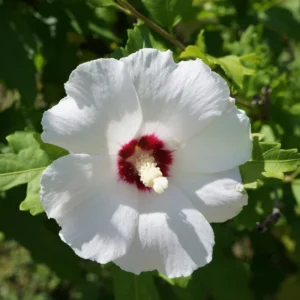 2 Rose of Sharon Shrubs – Live Althea Hibiscus Plants with Vibrant Blooms, Hibiscus Syriacus Trees
