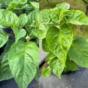 Set 3 Pepper Plants Live for Planting, 80+ Days Old Garden Plants Live Outdoor Vegetable Plants, Chili Plants, Hot Pepper Plants