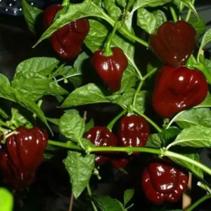 Chocolate Naga Viper