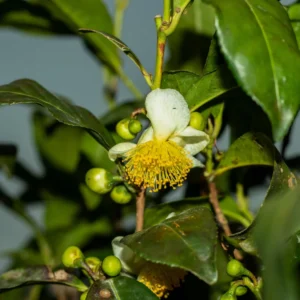 2 Tea Tree Plants Live, 4 to 6 Inc Tall, Tea Camellia Sinensis Plant Live, Tea Live Plant for Gardening