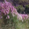 Set 2 Pampas Grass Plants Live, Ornamental Grasses Plant Live, 4 to 6 Inc Tall, Perennial Grass Live Plant for for Garden Landscaping (Pink pampas grass plant)