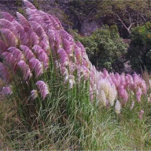 Set 2 Pampas Grass Plants Live, Ornamental Grasses Plant Live, 4 to 6 Inc Tall, Perennial Grass Live Plant for for Garden Landscaping (Pink pampas grass plant)