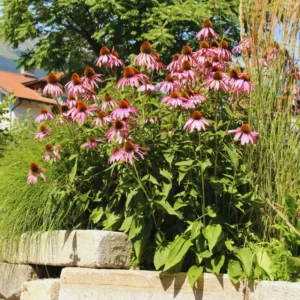 Set 6 Roots of Purple Echinacea Coneflower Live Plants, Coneflower Flower Plants, Annual Flower Live Plants, Echinacea Plants Live