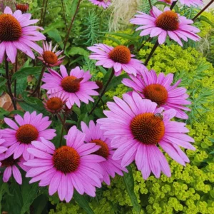 Set 6 Roots of Purple Echinacea Coneflower Live Plants, Coneflower Flower Plants, Annual Flower Live Plants, Echinacea Plants Live