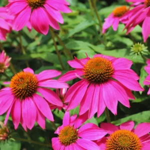 Set 6 Roots of Purple Echinacea Coneflower Live Plants, Coneflower Flower Plants, Annual Flower Live Plants, Echinacea Plants Live