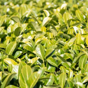 2 Tea Tree Plants Live, 4 to 6 Inc Tall, Tea Camellia Sinensis Plant Live, Tea Live Plant for Gardening