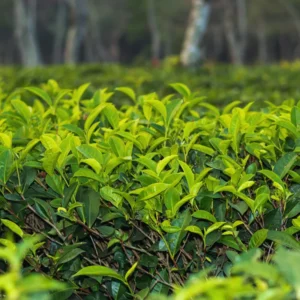 2 Tea Tree Plants Live, 4 to 6 Inc Tall, Tea Camellia Sinensis Plant Live, Tea Live Plant for Gardening