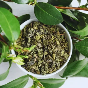 2 Tea Tree Plants Live, 4 to 6 Inc Tall, Tea Camellia Sinensis Plant Live, Tea Live Plant for Gardening