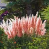 Pampas Grass Live Plants, Combo 3 Plants, Perennial Grass for Garden and Landscaping Outdoor, 4 to 6 Inc Pampas Grasses Plant Live (Pink pampas grass plant)