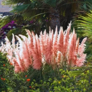 Pampas Grass Live Plants, Combo 3 Plants, Perennial Grass for Garden and Landscaping Outdoor, 4 to 6 Inc Pampas Grasses Plant Live (Pink pampas grass plant)