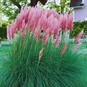 Pampas Grass Live Plants, Combo 3 Plants, Perennial Grass for Garden and Landscaping Outdoor, 4 to 6 Inc Pampas Grasses Plant Live (Pink pampas grass plant)