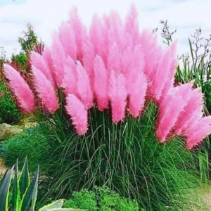 Set 2 Pampas Grass Plants Live, Ornamental Grasses Plant Live, 4 to 6 Inc Tall, Perennial Grass Live Plant for for Garden Landscaping (Pink pampas grass plant)