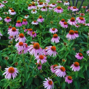 Set 6 Roots of Purple Echinacea Coneflower Live Plants, Coneflower Flower Plants, Annual Flower Live Plants, Echinacea Plants Live