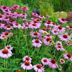 3 Purple Echinacea Plants Roots, 3 to 5 Tall, Echinacea Coneflower Plants Live, Live Coneflower Plants, Echinacea Flower Plants Live Roots