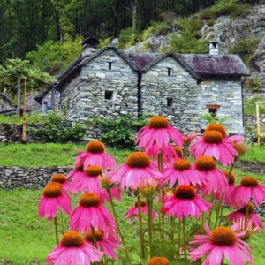 3 Purple Echinacea Plants Roots, 3 to 5 Tall, Echinacea Coneflower Plants Live, Live Coneflower Plants, Echinacea Flower Plants Live Roots