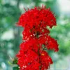 2 Red Ixora Plants Live, 4 to 6 Inc Tall