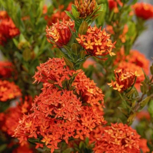 2 Red Ixora Plants Live, 4 to 6 Inc Tall