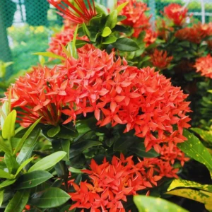 2 Red Ixora Plants Live, 4 to 6 Inc Tall