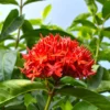 3 Plants of Dwaft Red Ixora Live Plants, 3 to 6 Inches Tall Size Plant, Ixora Plants Live