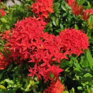 3 Plants of Dwaft Red Ixora Live Plants, 3 to 6 Inches Tall Size Plant, Ixora Plants Live