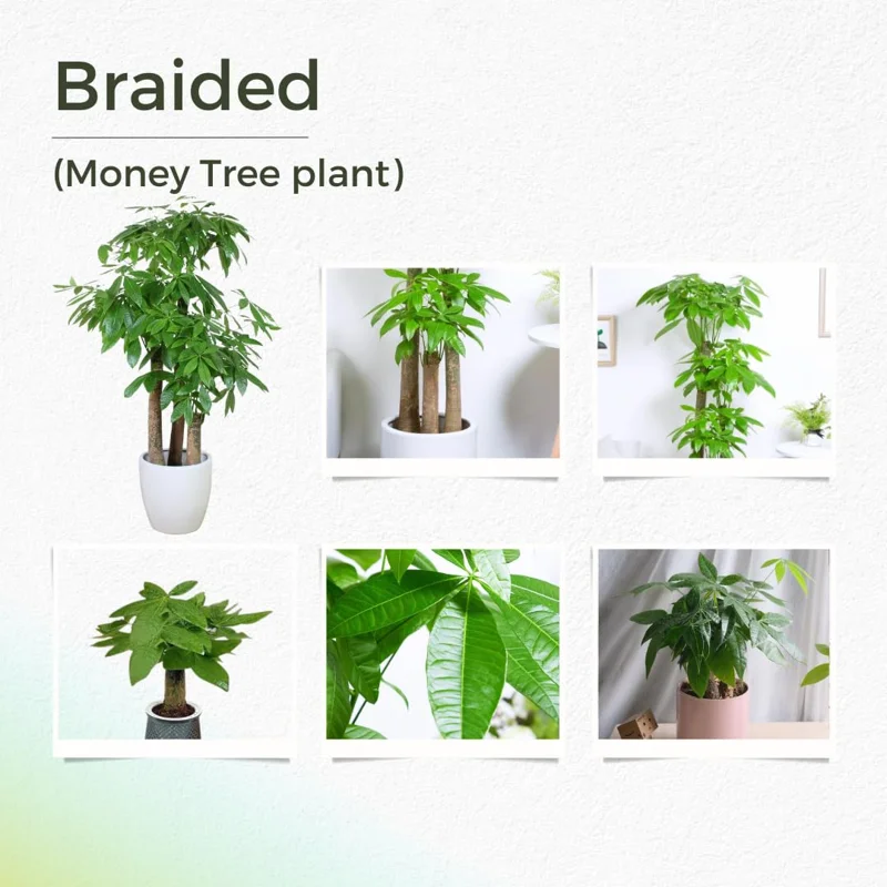 Set 2 Money Tree Plants Live, 5 to 7 Inc Tall, Pachira Aquatica Tree Plants, Indoor Outdoor Growing, Bonsai Tree Plants