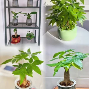 Money Tree Plant, Pachira Plant Tree, Pachira Aquatica Plant Live, 4 to 7 Inc Long, Bonsai House Plants Live Indoor Outdoor