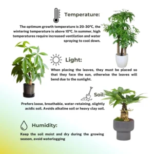 Money Tree Plant, Pachira Plant Tree, Pachira Aquatica Plant Live, 4 to 7 Inc Long, Bonsai House Plants Live Indoor Outdoor